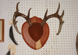 Antler Mount