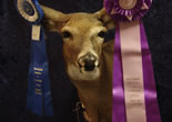 Doe - Best of Category NEAT 2006