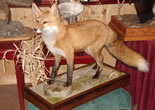 Red Fox
