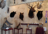 Wildwood Taxidermy Shop