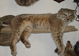 Bobcat